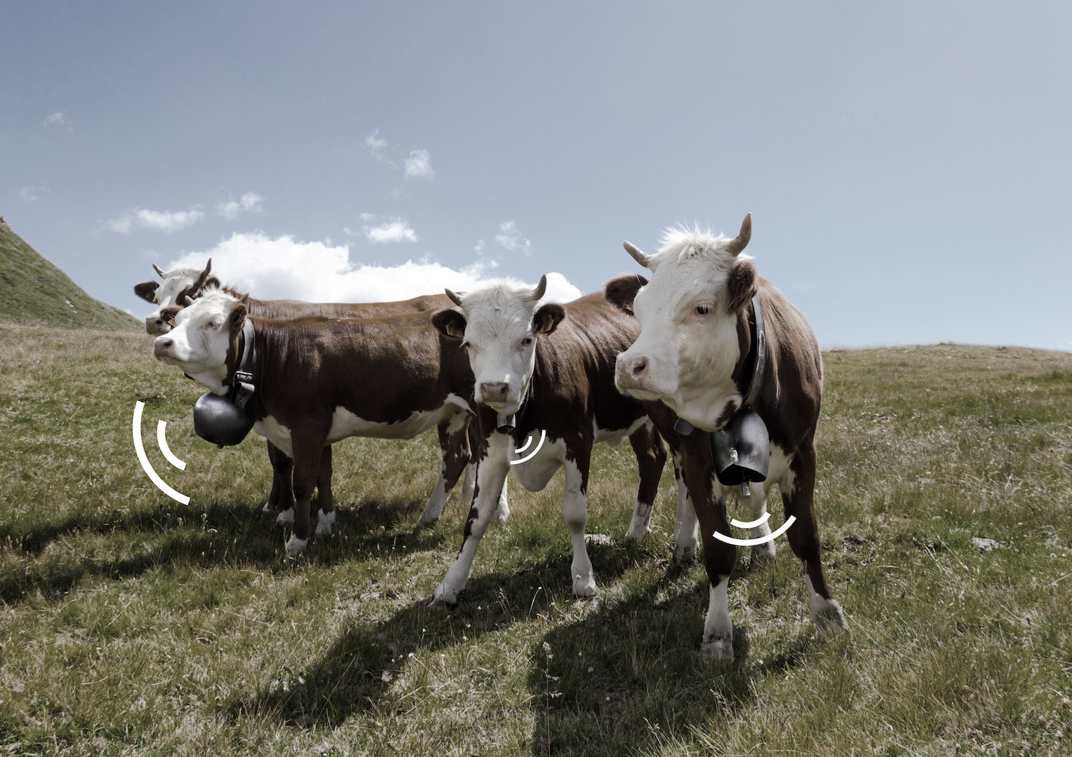 © Alain Bellet. Ring the Cows.