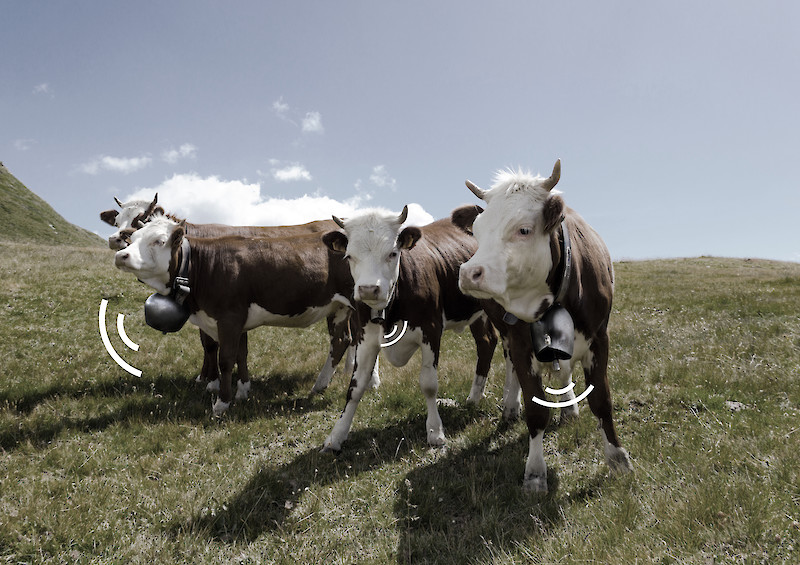 © Alain Bellet. Ring the Cows.