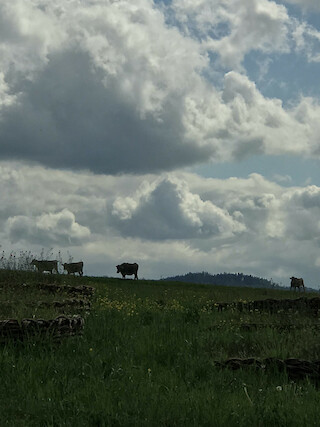 Pick of the Day. © Kevin Egli.