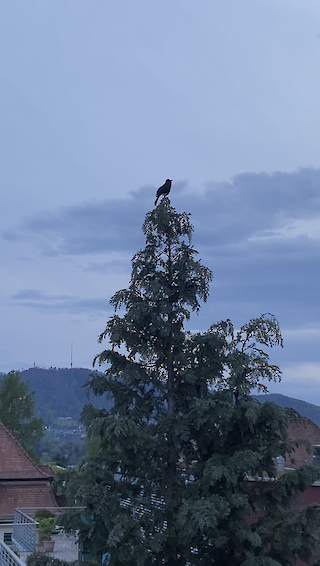 Pick of the Day. © Stefan Kraft.